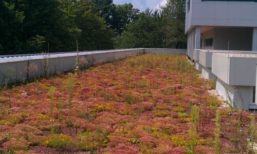 Compact roof with extensive greenery DFG