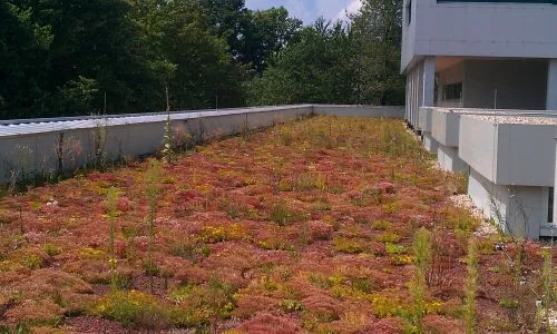 Compact roof with extensive greenery DFG