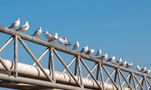 birds on pipe
