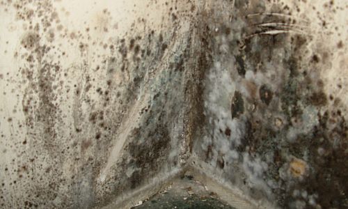 Black mold on damp insulation