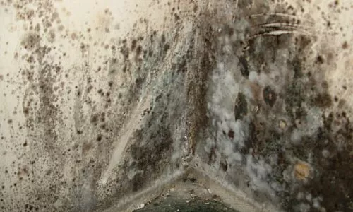 Black mold on damp insulation