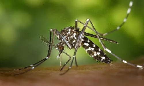 Gathany Aedes albopictus