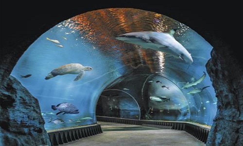 Afrykarium Wrocław tunel z rekinami ilustracja